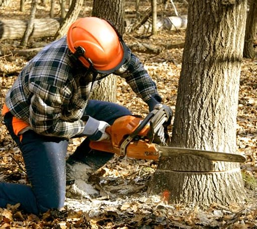 Tree Removal in Vinemont, AL